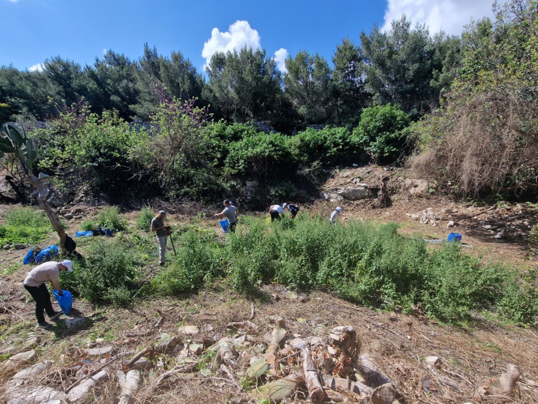 47.5kg of Invasive Species Removed from Wied Għollieqa