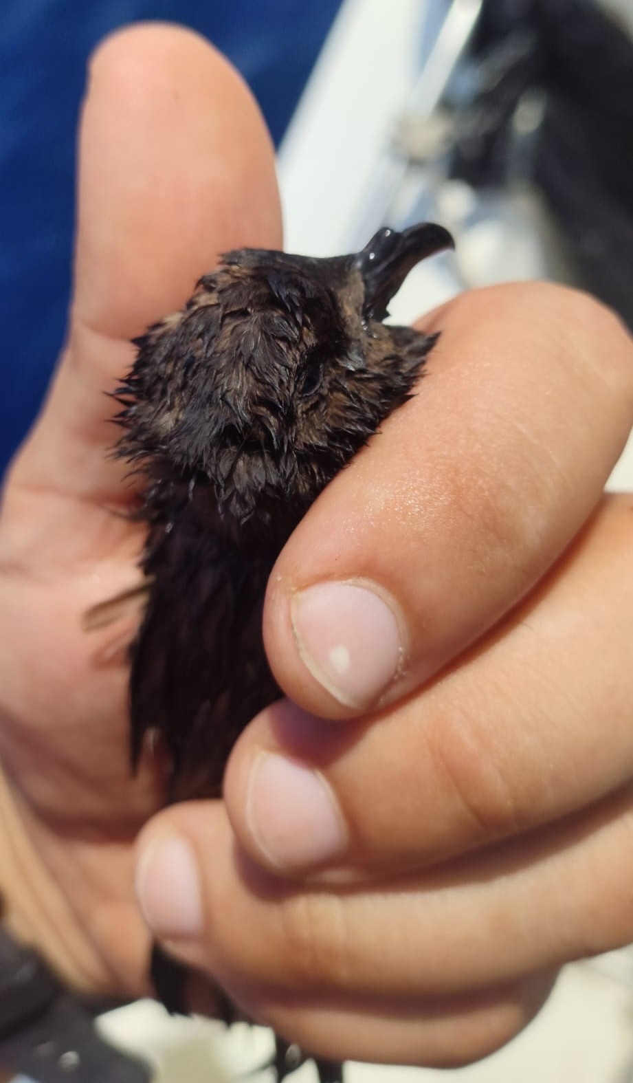 ERA Officers Rescue Juvenile Mediterranean Storm Petrel in Marine Protected Area