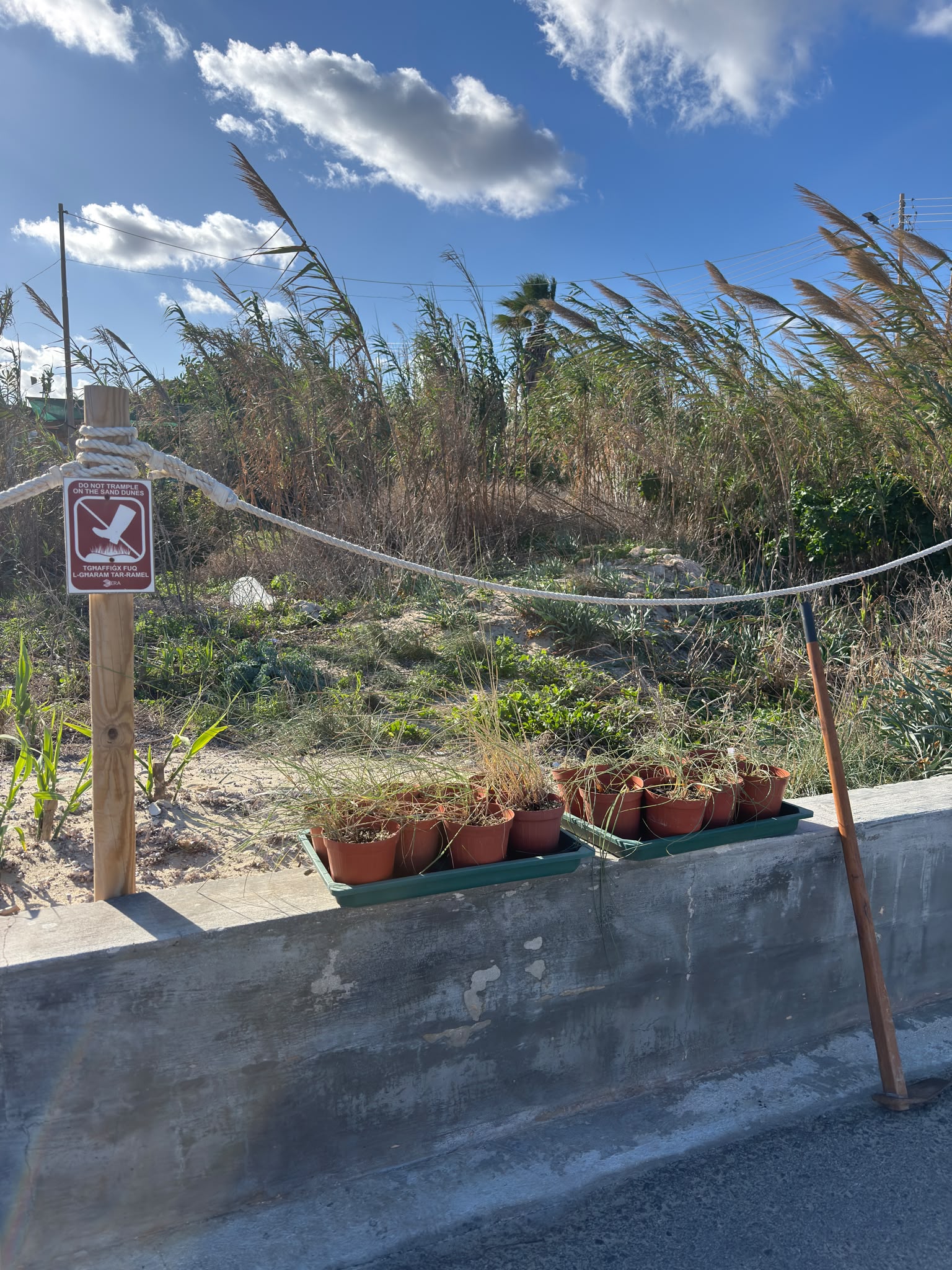 Restoring the sand dunes at Armier