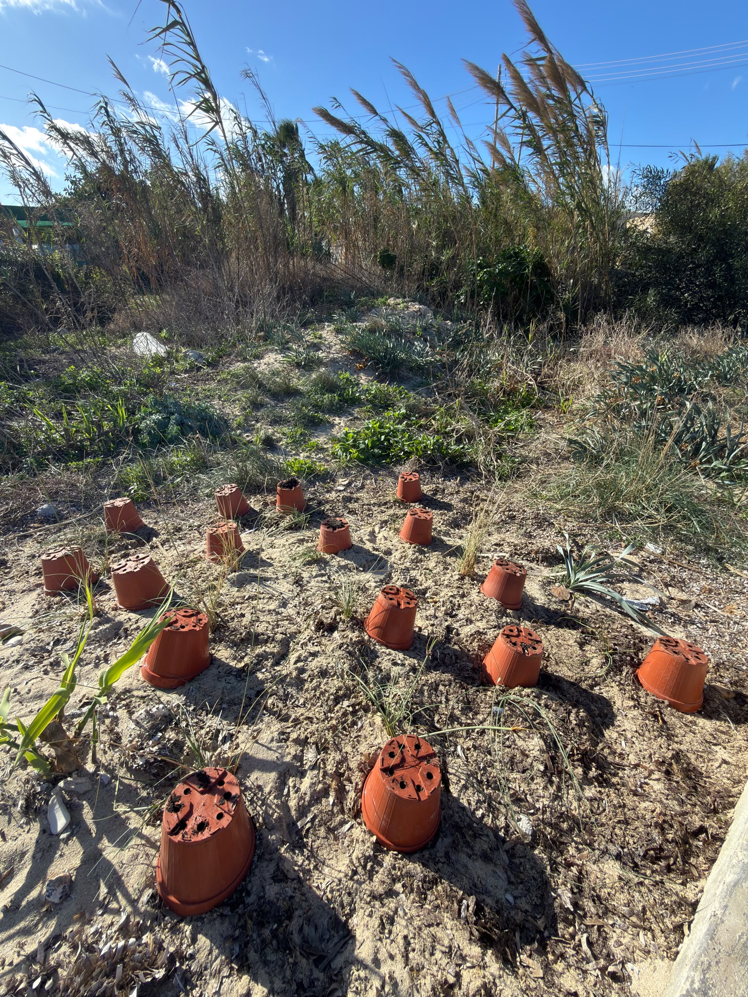 Restoring the sand dunes at Armier