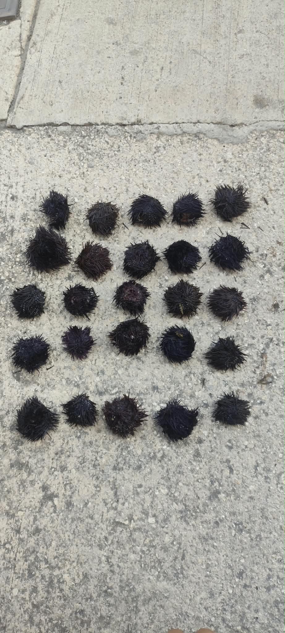 ERA takes action against illegal sea urchin harvesting in Marsaskala